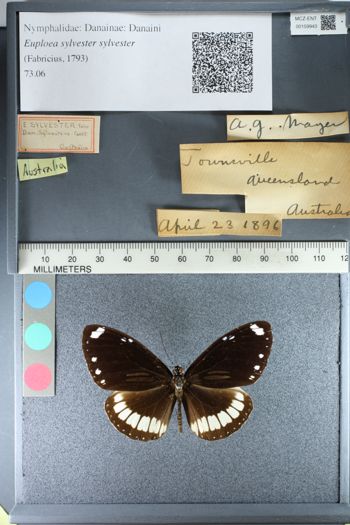 Media type: image;   Entomology 159943